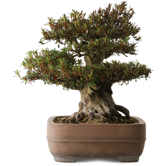 Rhododendron indicum Korin, 40 cm, ± 30 anni, con un nebari di 25 cm in vaso Yamaaki