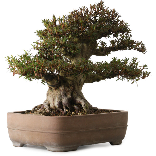 Rododendro indicum Korin, 40 cm, ± 30 años, con un nebari de 25 cm en maceta Yamaaki