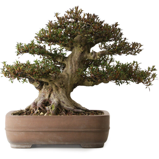Rhododendron indicum Korin, 40 cm, ± 30 years old, with a nebari of 25 cm in a Yamaaki pot