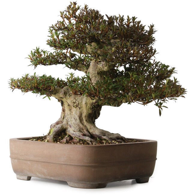 Rhododendron indicum Korin, 40 cm, ± 30 years old, with a nebari of 25 cm in a Yamaaki pot