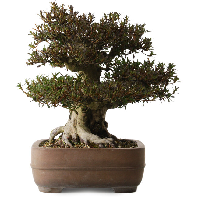 Rhododendron indicum Korin, 40 cm, ± 30 years old, with a nebari of 25 cm in a Yamaaki pot