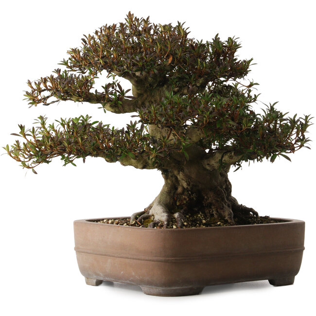 Rhododendron indicum Korin, 40 cm, ± 30 years old, with a nebari of 25 cm in a Yamaaki pot
