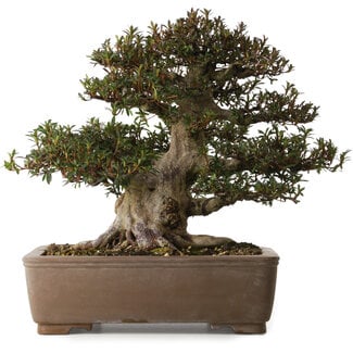 Rhododendron indicum Korin, 41 cm, ± 30 años