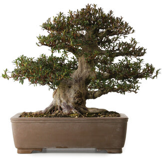 Rhododendron indicum Korin, 41 cm, ± 30 ans