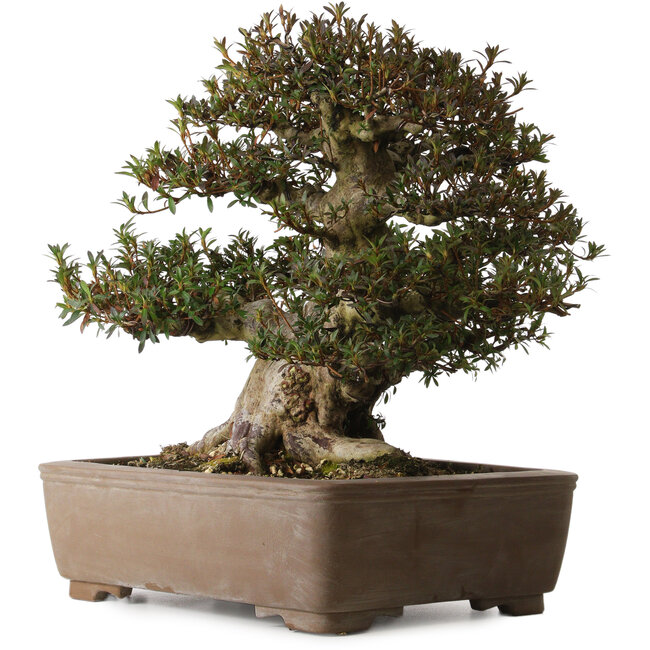 Rhododendron indicum Korin, 41 cm, ± 30 ans, avec un nebari de 28 cm