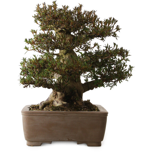 Rhododendron indicum Korin, 41 cm, ± 30 jaar oud, met een nebari van 28 cm