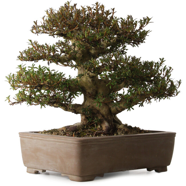 Rhododendron indicum Korin, 41 cm, ± 30 jaar oud, met een nebari van 28 cm