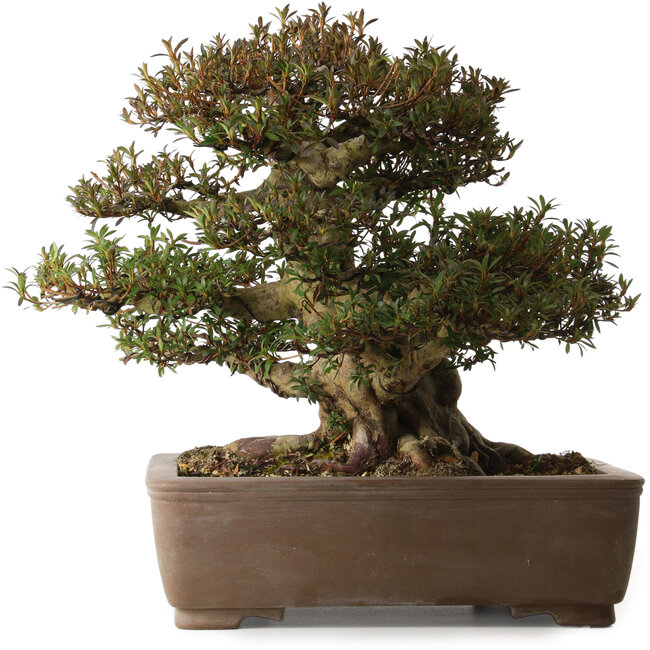 Rhododendron indicum Korin, 41 cm, ± 30 jaar oud, met een nebari van 28 cm