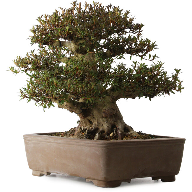 Rhododendron indicum Korin, 41 cm, ± 30 jaar oud, met een nebari van 28 cm