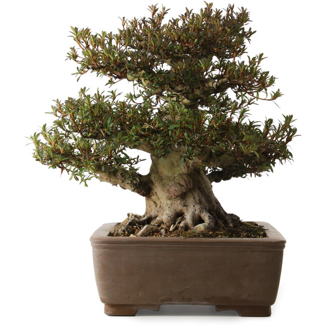 Rhododendron indicum Korin, 41 cm, ± 30 years old, with a nebari of 28 cm