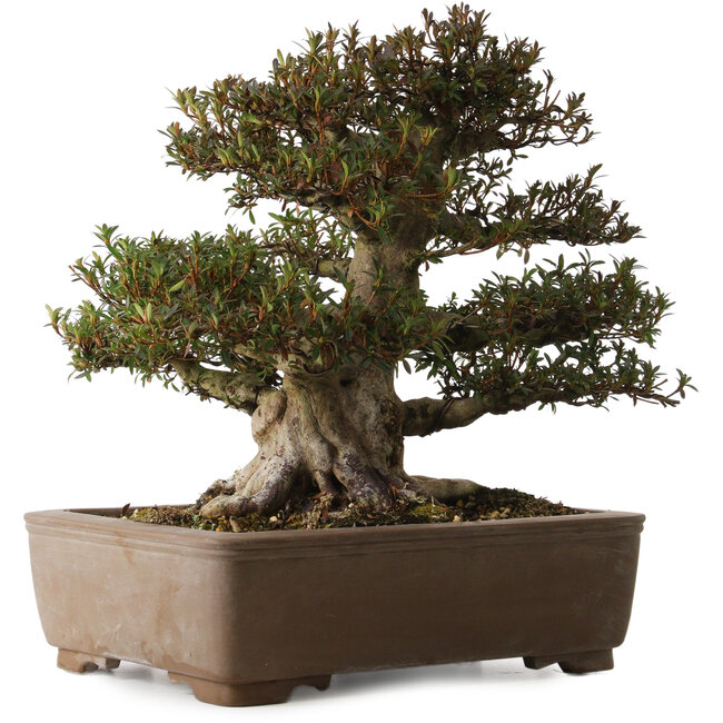 Rhododendron indicum Korin, 41 cm, ± 30 ans, avec un nebari de 28 cm