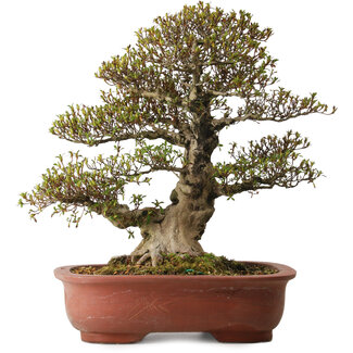 Rhododendron indicum Sachi-No-Hano, 47 cm, ± 30 years old