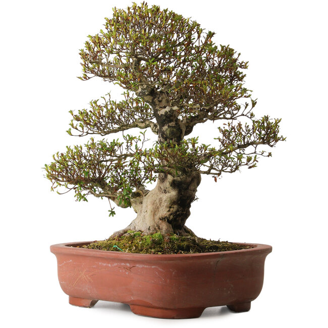 Rhododendron indicum Sachi-No-Hano, 47 cm, ca. 30 Jahre alt, mit einem Wurzelhals von 21 cm