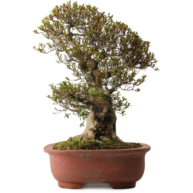 Rhododendron indicum Sachi-No-Hano, 47 cm, ca. 30 Jahre alt, mit einem Wurzelhals von 21 cm