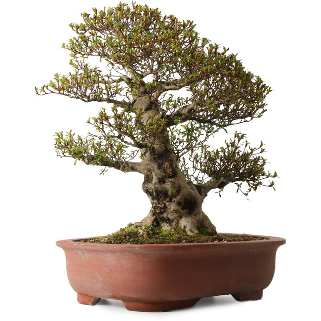 Rhododendron indicum Sachi-No-Hano, 47 cm, ± 30 years old, with a nebari of 21 cm