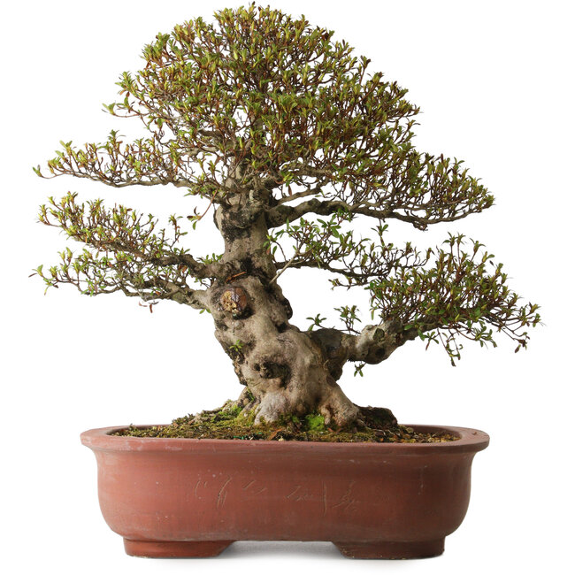 Rhododendron indicum Sachi-No-Hano, 47 cm, ± 30 ans, avec un nebari de 21 cm