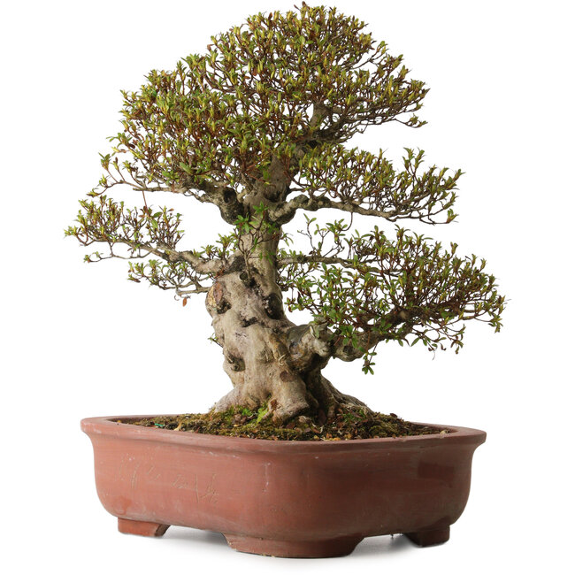 Rhododendron indicum Sachi-No-Hano, 47 cm, ± 30 jaar oud, met een nebari van 21 cm