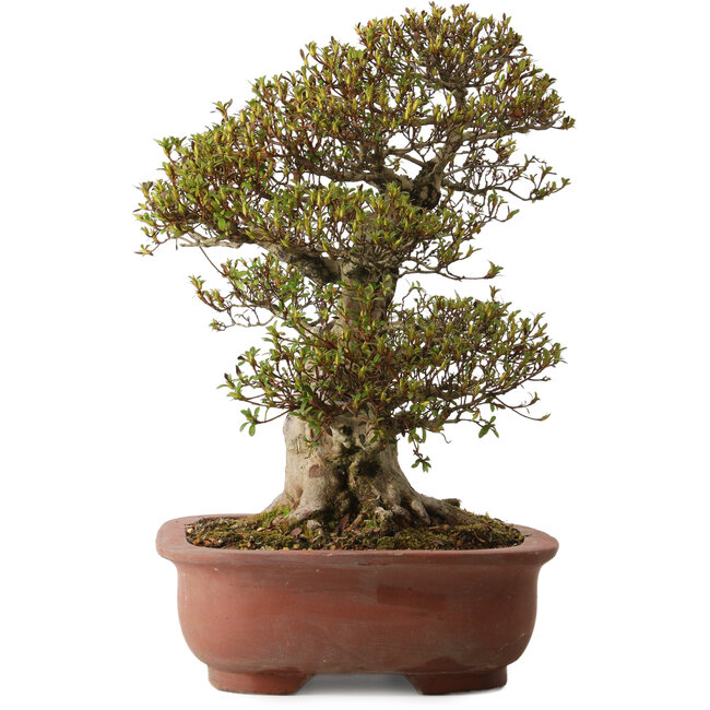 Rhododendron indicum Sachi-No-Hano, 47 cm, ± 30 jaar oud, met een nebari van 21 cm