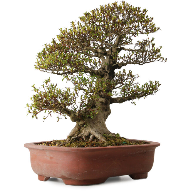 Rhododendron indicum Sachi-No-Hano, 47 cm, ± 30 años, con un nebari de 21 cm