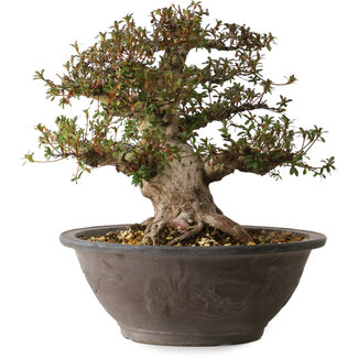 Rhododendron indicum Korin, 40 cm, ± 30 años