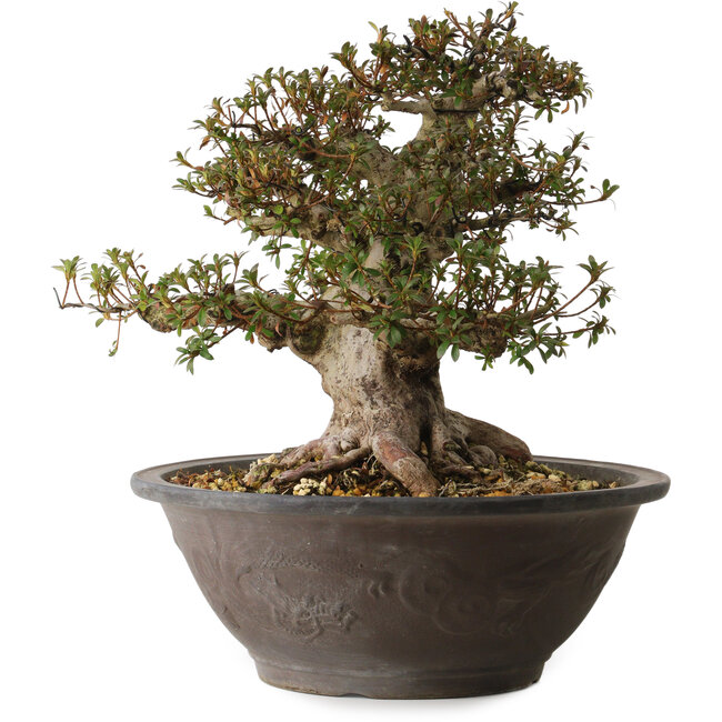 Rhododendron indicum Korin, 40 cm, ± 30 años, con un nebari de 20 cm