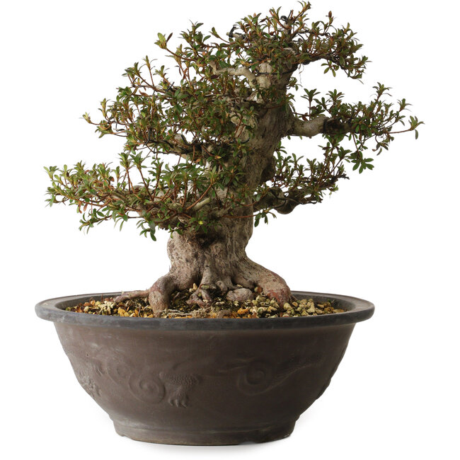 Rhododendron indicum Korin, 40 cm, ± 30 años, con un nebari de 20 cm