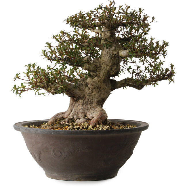 Rhododendron indicum Korin, 40 cm, ca. 30 Jahre alt, mit einem Wurzelhals von 20 cm