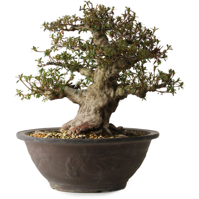 Rhododendron indicum Korin, 40 cm, ± 30 jaar oud, met een nebari van 20 cm.