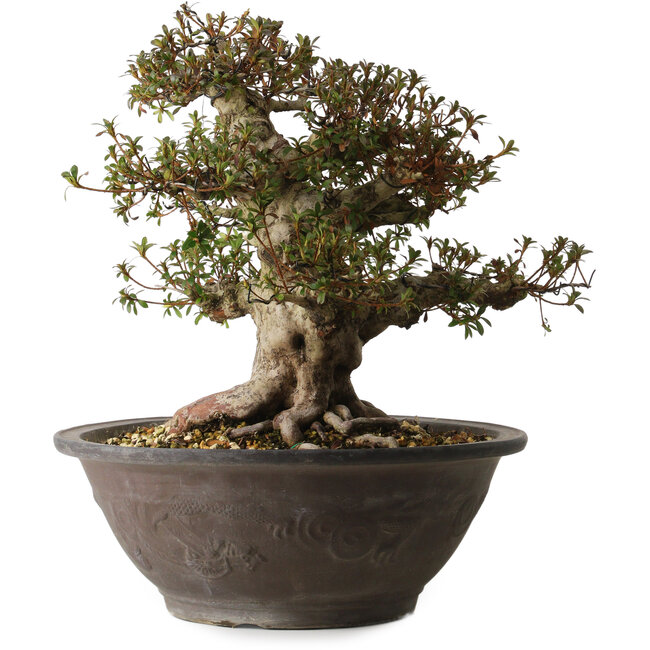 Rhododendron indicum Korin, 40 cm, ca. 30 Jahre alt, mit einem Wurzelhals von 20 cm