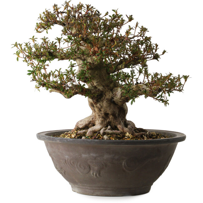 Rhododendron indicum Korin, 40 cm, ± 30 anni, con un nebari di 20 cm