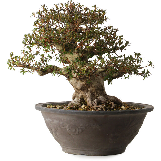 Rhododendron indicum Korin, 40 cm, ca. 30 Jahre alt, mit einem Wurzelhals von 20 cm