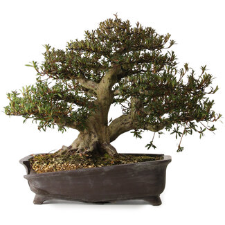 Rhododendron indicum Korin, 38 cm, ± 30 anni