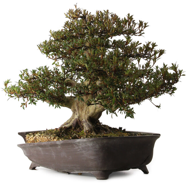 Rhododendron indicum Korin, 38 cm, ± 30 years old, with a nebari of 17 cm, in a broken pot