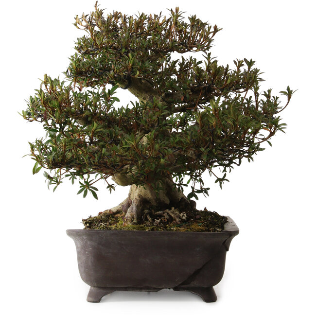 Rhododendron indicum Korin, 38 cm, environ 30 ans, avec un nebari de 17 cm, dans un pot cassé
