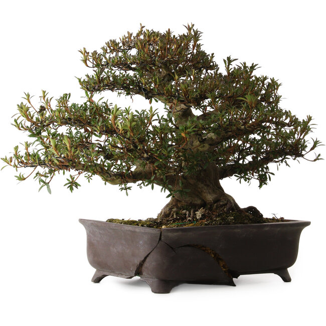 Rhododendron indicum Korin, 38 cm, environ 30 ans, avec un nebari de 17 cm, dans un pot cassé