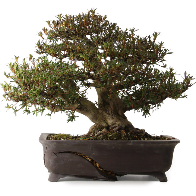 Rhododendron indicum Korin, 38 cm, ± 30 jaar oud, met een nebari van 17 cm, in een gebroken pot.