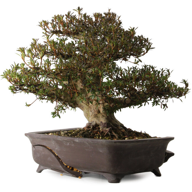Rhododendron indicum Korin, 38 cm, environ 30 ans, avec un nebari de 17 cm, dans un pot cassé
