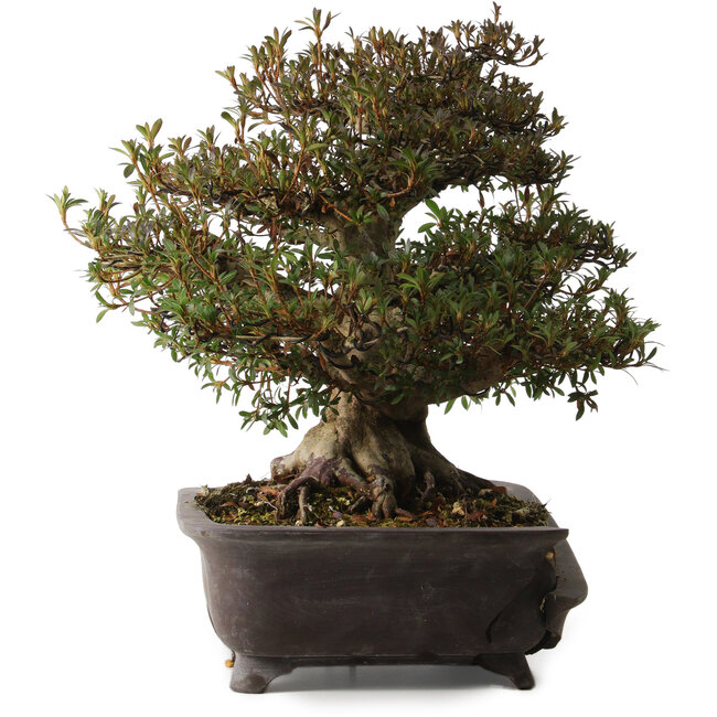 Rhododendron indicum Korin, 38 cm, ± 30 años, con un nebari de 17 cm, en maceta rota