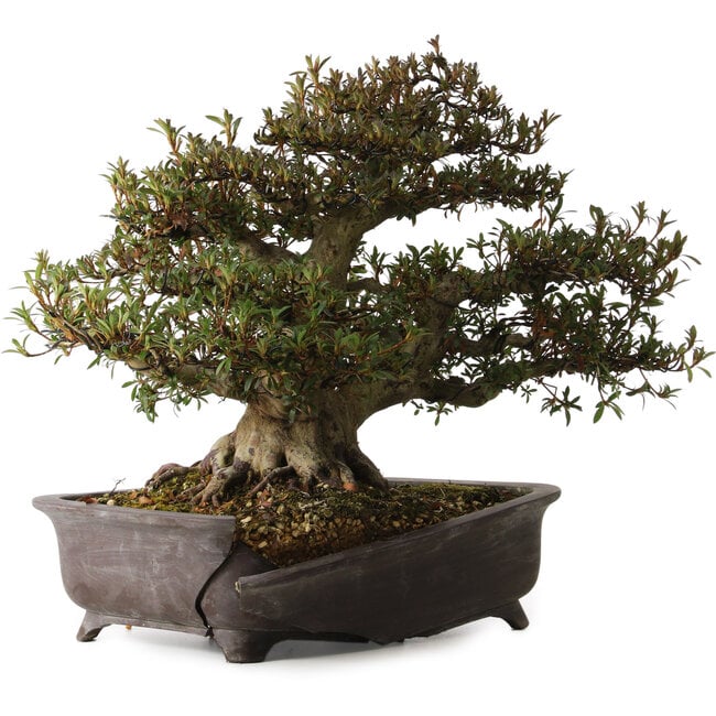 Rhododendron indicum Korin, 38 cm, ± 30 anni, con un nebari di 17 cm, in un vaso rotto