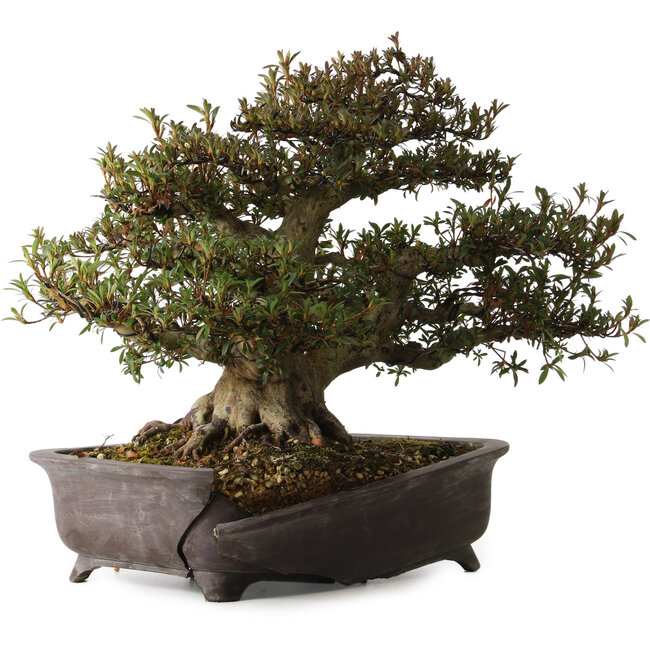 Rhododendron indicum Korin, 38 cm, ± 30 años, con un nebari de 17 cm, en maceta rota