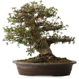 Rhododendron indicum varietà sconosciuta, 38 cm, ± 30 anni