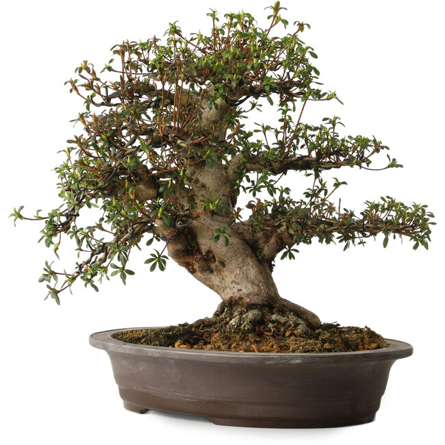 Rhododendron indicum, Sorte unbekannt, 38 cm hoch, ca. 30 Jahre alt, mit einem Wurzelhals von 15 cm.