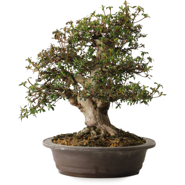 Rhododendron indicum variedad desconocida, 38 cm, ± 30 años, con un nebari de 15 cm