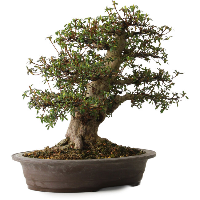 Rhododendron indicum variété inconnue, 38 cm, ± 30 ans, avec un nebari de 15 cm