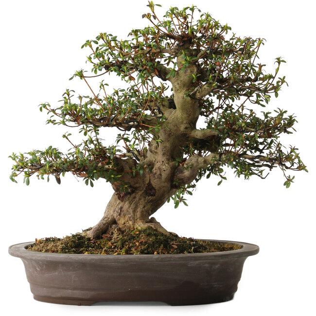 Rhododendron indicum variety unknown, 38 cm, ± 30 years old, with a nebari of 15 cm