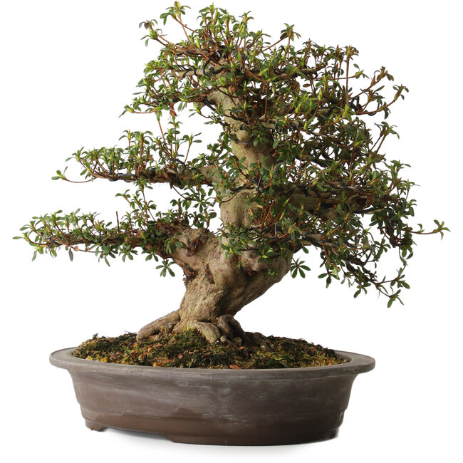 Rhododendron indicum, variëteit onbekend, 38 cm, ± 30 jaar oud, met een nebari van 15 cm.