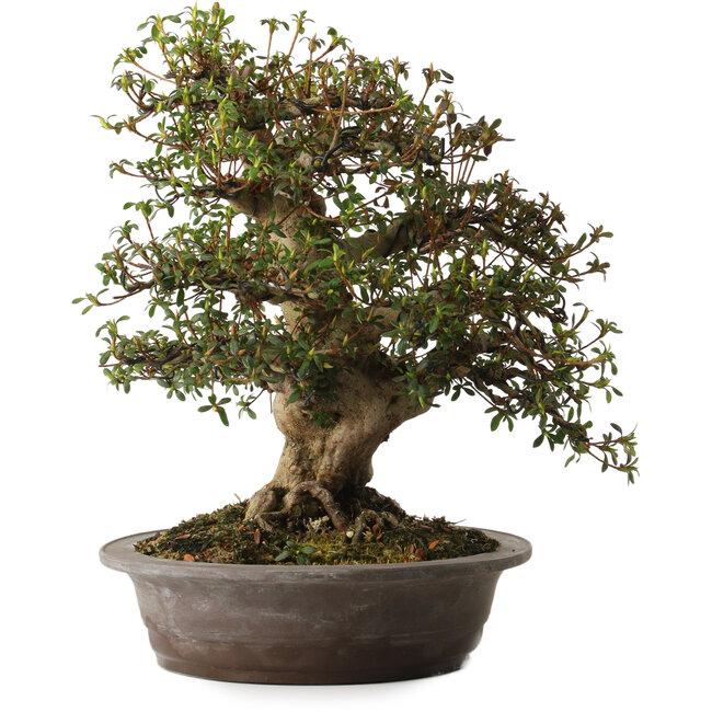 Rhododendron indicum, Sorte unbekannt, 38 cm hoch, ca. 30 Jahre alt, mit einem Wurzelhals von 15 cm.