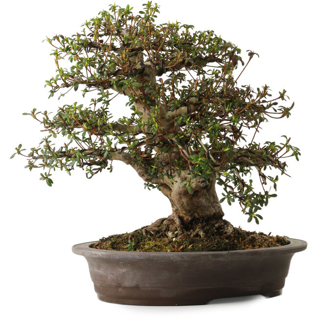 Rhododendron indicum variedad desconocida, 38 cm, ± 30 años, con un nebari de 15 cm