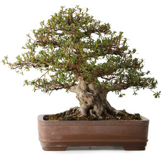 Rhododendron indicum Nisho-No-Hikari, 42 cm, ± 30 ans