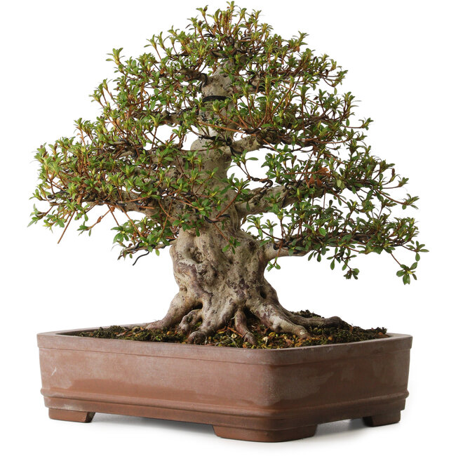 Rhododendron indicum Nisho-No-Hikari, 42 cm, ± 30 años, con un nebari de 22 cm, en una maceta con astillas en el borde.